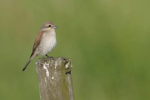 Red Backed Shrike Lanius Collurio Chick — Φωτογραφία Αρχείου