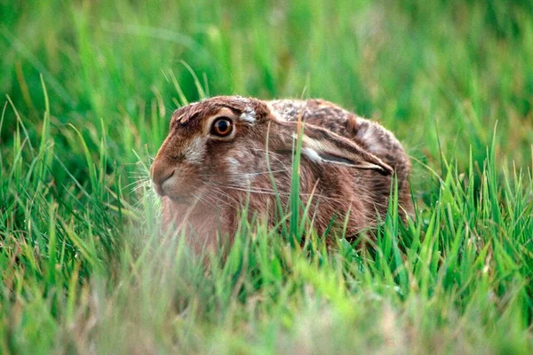 European Hare Ducking Grassland Meadow Island Texel Netherlands — Zdjęcie stockowe