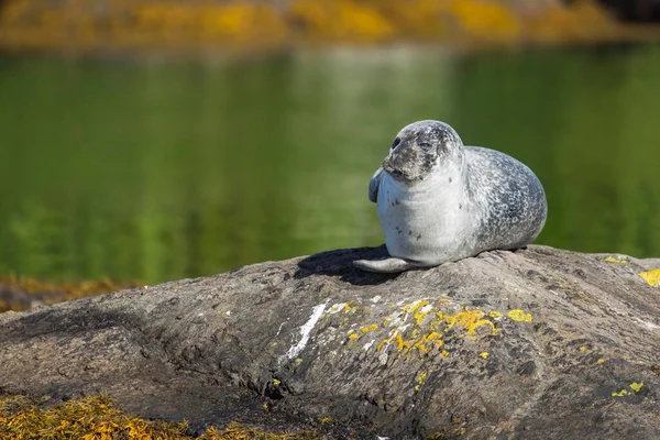 Grey Seal Bantry Bay Cork Ireland Europe — Stok fotoğraf