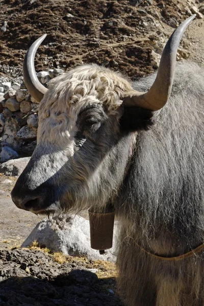 Yak Sagarmatha National Park Khumbu Himal Nepal Asia — Stock Photo, Image