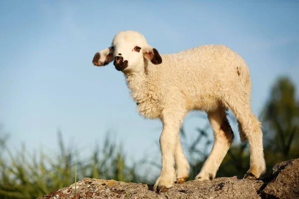 Agnello Piedi Una Roccia — Foto Stock