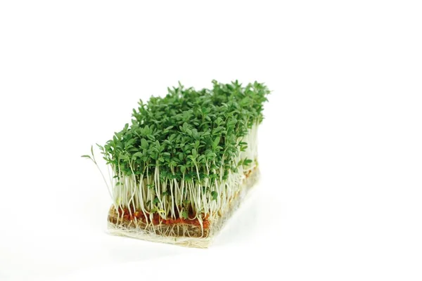 Cress Sprouts Close View — Stock Photo, Image