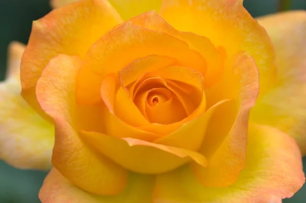 Gelbe Rose Sahara Detail — Stockfoto