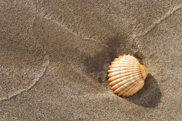Раковина Пляже — стоковое фото