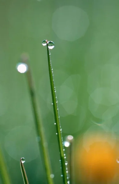 Blades Grass Drops Water Germany Alopecurus Pratensis — ストック写真