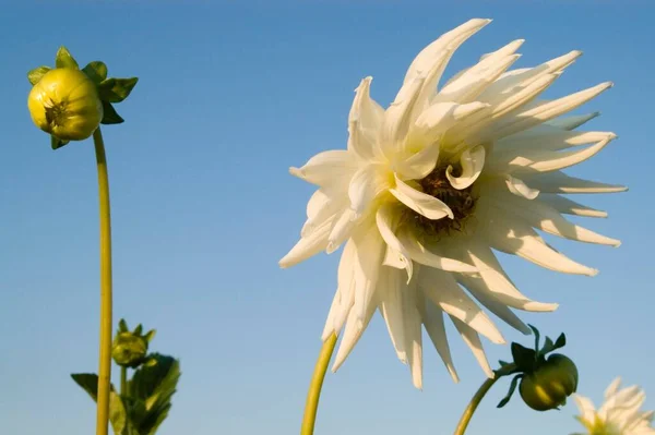 Fleur Fleur Dahlia — Photo