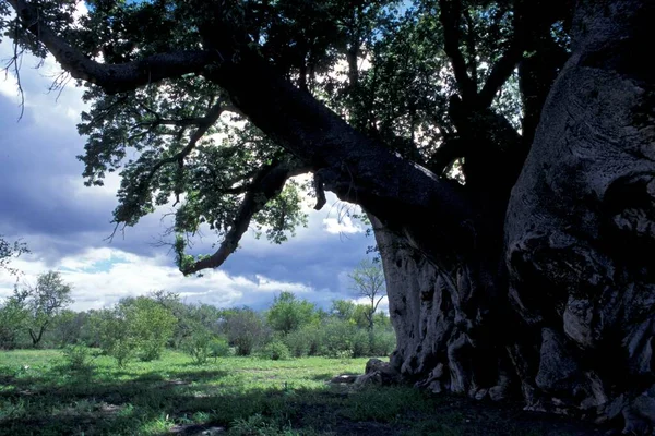 Giant Baobab Tree Growing Namibia — Stock Photo, Image