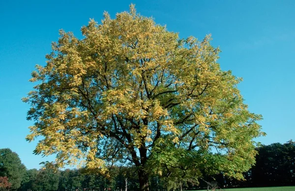 Ореховое Дерево Juglans Nigra — стоковое фото