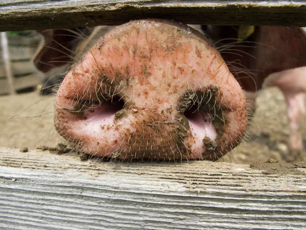 Domestic Pig Sus Scrofa Domestica Sticking Its Nose Wooden Fence — Fotografia de Stock