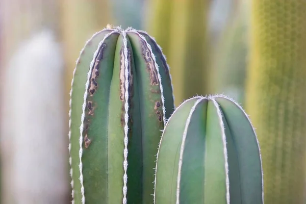 Két Kaktusz Közelről — Stock Fotó