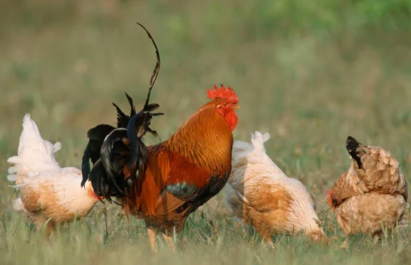 Domestic Chickens Free Range Rooster Hens Island Texel Netherlands — Stockfoto