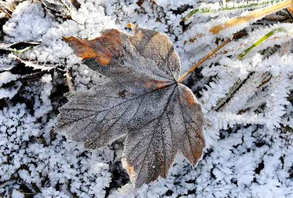 Autumn Leaves Hoarfrost Frost — ストック写真