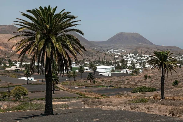 View Haria Palm Trees Lava Fields Lanzarote Canary Islands Spain — Stockfoto