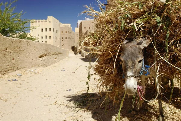 Donkey carrying a load of millet in the historic city centre of Al Hajjaryn, Wadi Doan, Hadramaut, Yemen, Arabia, Arabian Peninsula, the Middle East, Asia