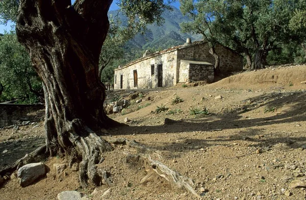 Old House Olive Tree Forest Samothraki Island Thrakia Greece Europe — Foto de Stock