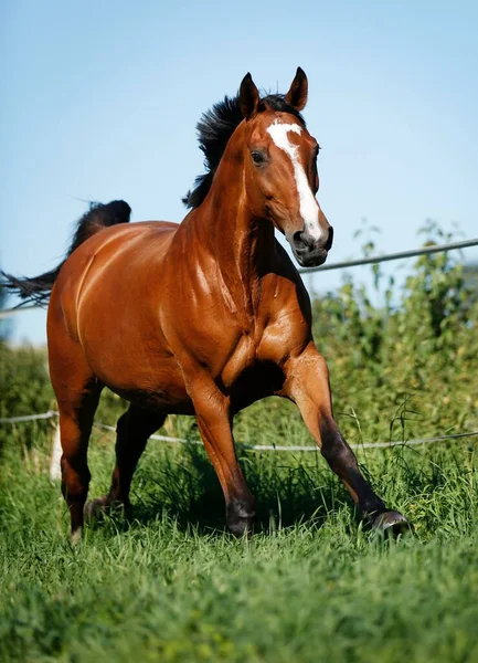 Brown mare, Wielkopolska, Polish warmblooded horse, galloping across a meadow