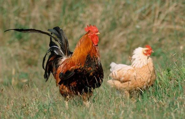 Domestic Chickens Pair Free Range Texel Island Netherlands — Fotografia de Stock