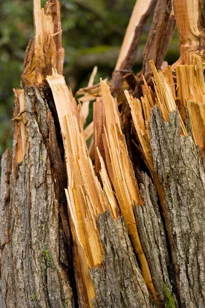 Detail Door Storm Beschadigde Pruimenboom Prunus Domestica — Stockfoto