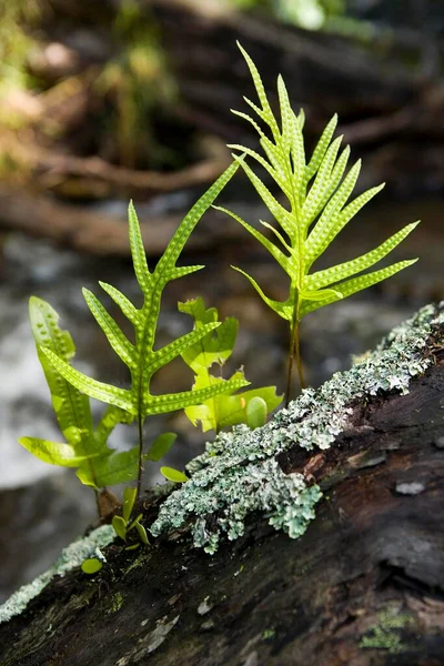 Young Saplings Dead Tree Fantail Bay Coromandel North Island New —  Fotos de Stock