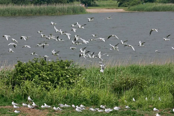 Black Headed Gulls Larus Ridibundus Nesting Colony Schleswig Holstein Germany — Zdjęcie stockowe