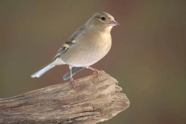 Chaffinch Fêmea Coelebs Fringilla — Fotografia de Stock