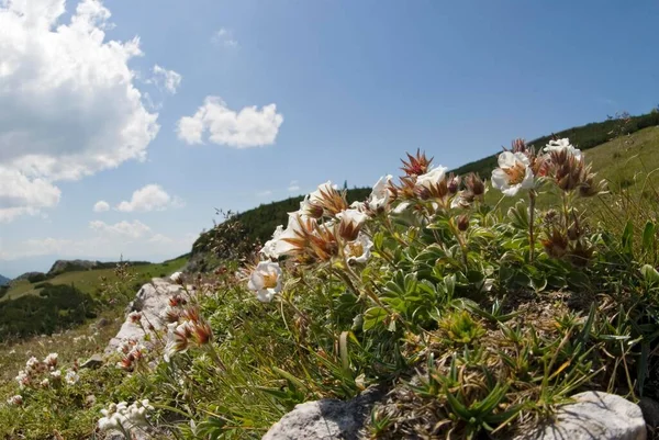 Mountain Flowers Diapensia Diapensia Lapponica Hochschwab Mountain Range Styria Austria — Stockfoto