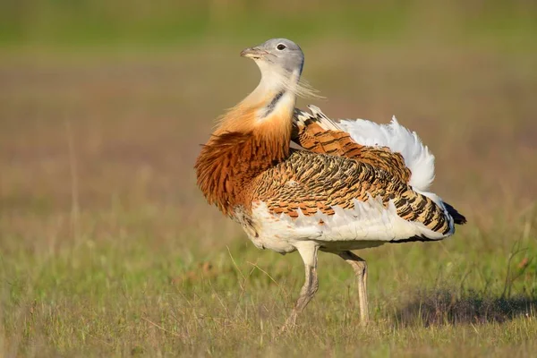 Great Bustard Cock Walking Meadow Extremadura Spain Europe — Stockfoto