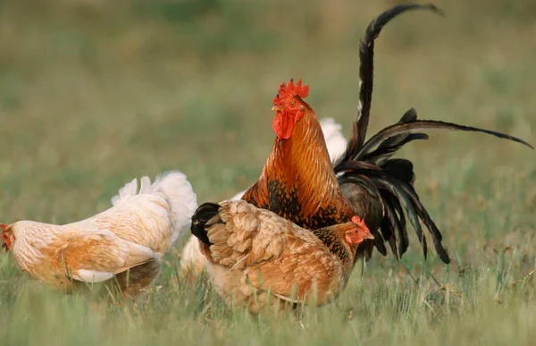 Free Range Domestic Fowl Rooster Hens Texel Island Netherlands — ストック写真