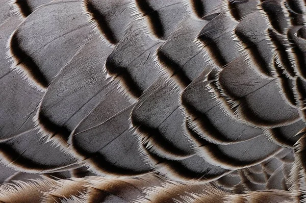 Emperor Goose Feather Detail Image — Stock Photo, Image