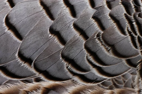 Kaisergans Federdetailbild — Stockfoto