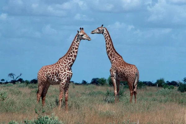 Girafas Parque Nacional Tsavo Quénia Giraffa Camelopardalis — Fotografia de Stock