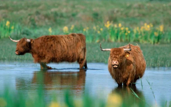 Scottish Highland Cattle Pond — 스톡 사진