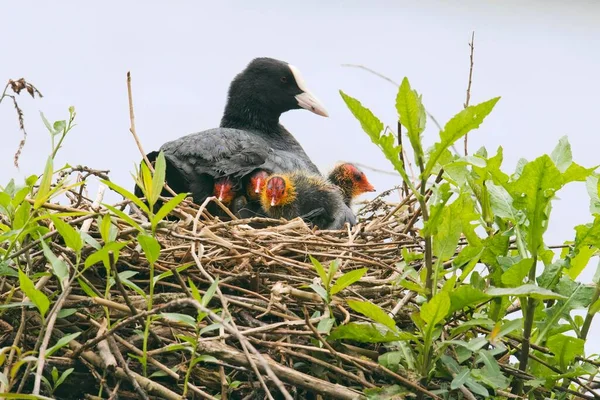 Eurasian Coot Fulica Atra Adult Young Animals Nest Emsland Lower — Stock Photo, Image