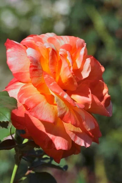 Rose Rosarium Uetersen Schleswig Holstein Germany Europe —  Fotos de Stock