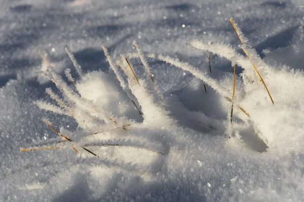 Frost Ice Covered Blades Grass — Stockfoto