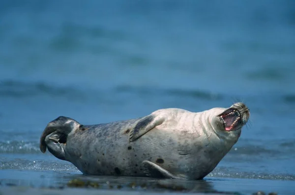 Common Seal Heligoland Germany Europe — Photo