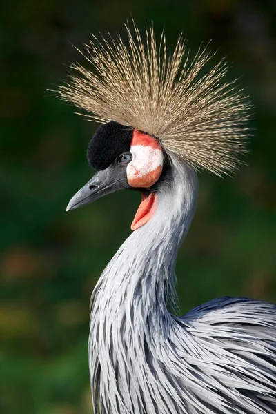 Grúa Negra Coronada Balearica Pavonina Retrato Cautiva — Foto de Stock