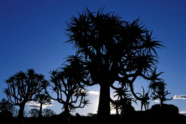 Drzewa Drżą Tle Błękitnego Nieba Namibia — Zdjęcie stockowe