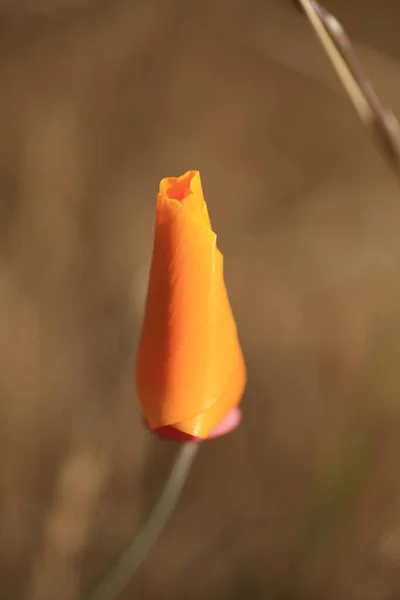 Poppy Californiano Eschscholzia Californica — Fotografia de Stock