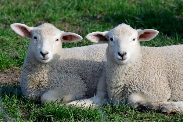 Domestic Sheep Lambs Lamb Sheep Sheep — Φωτογραφία Αρχείου