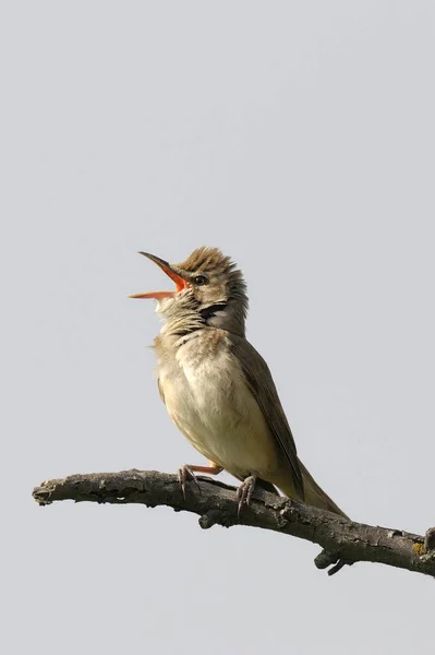 Büyük Reed Warbler Acrocephalus Arundinaceus — Stok fotoğraf