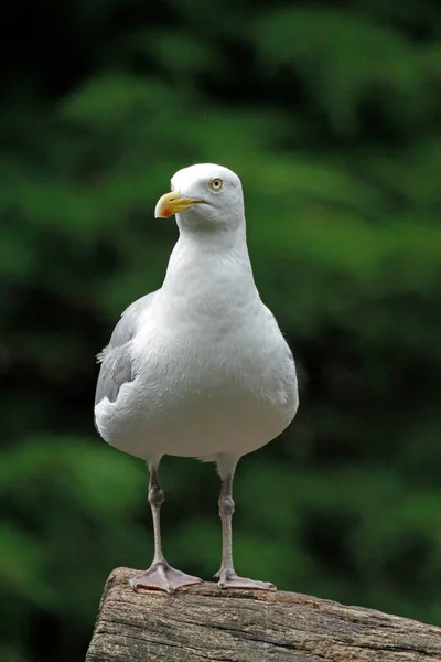 Gaviota Arenque Europea Larus Argentatus Posada Sobre Tronco Árbol — Foto de Stock