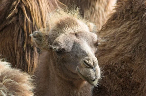 Portrait Camel Close View — Stock Fotó