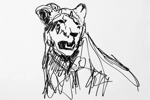 Tiger Drawing Artist Gerhard Kraus Kriftel — Foto de Stock