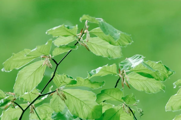 Beech Leaves Spring Common Beech Germany Europe — Stockfoto