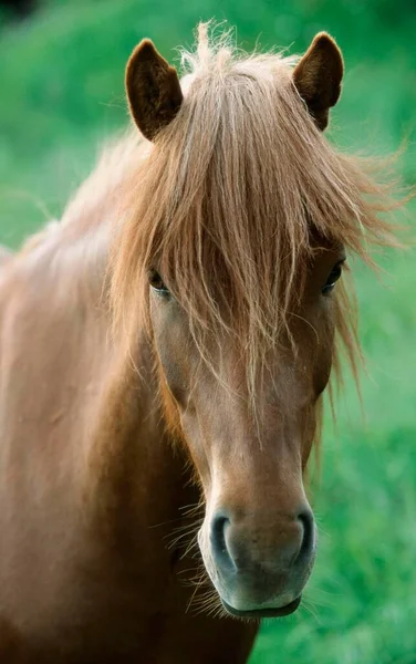 Welsh Mountain Pony Close View Royalty Free Stock Photos