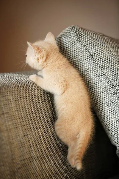 Kitten Weeks Sofa — ストック写真