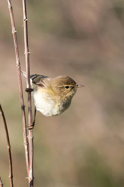 Willow Warbler Branch Hesse Alemanha Europa — Fotografia de Stock