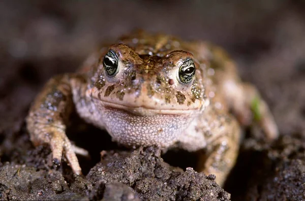 Βάτραχος Natterjack Bufo Calamita Κατά Διάρκεια Της Μετανάστευσης Βατράχων — Φωτογραφία Αρχείου