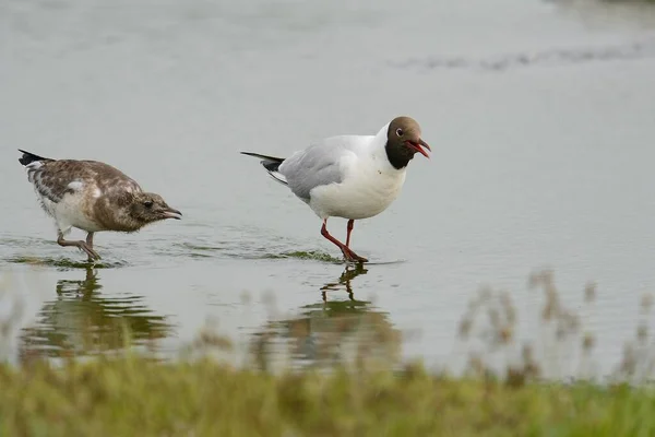 Zwartkopmeeuw Larus Ridibundus Met Kuiken Texel Nederland Europa — Stockfoto